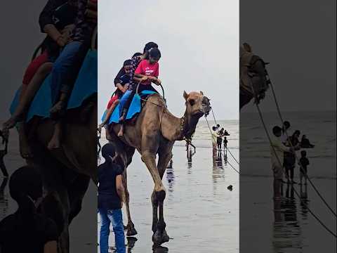 Camel 🐫 Raide 😎😁