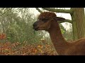 Uitbreidingsplannen Almere Jungle uitgesteld