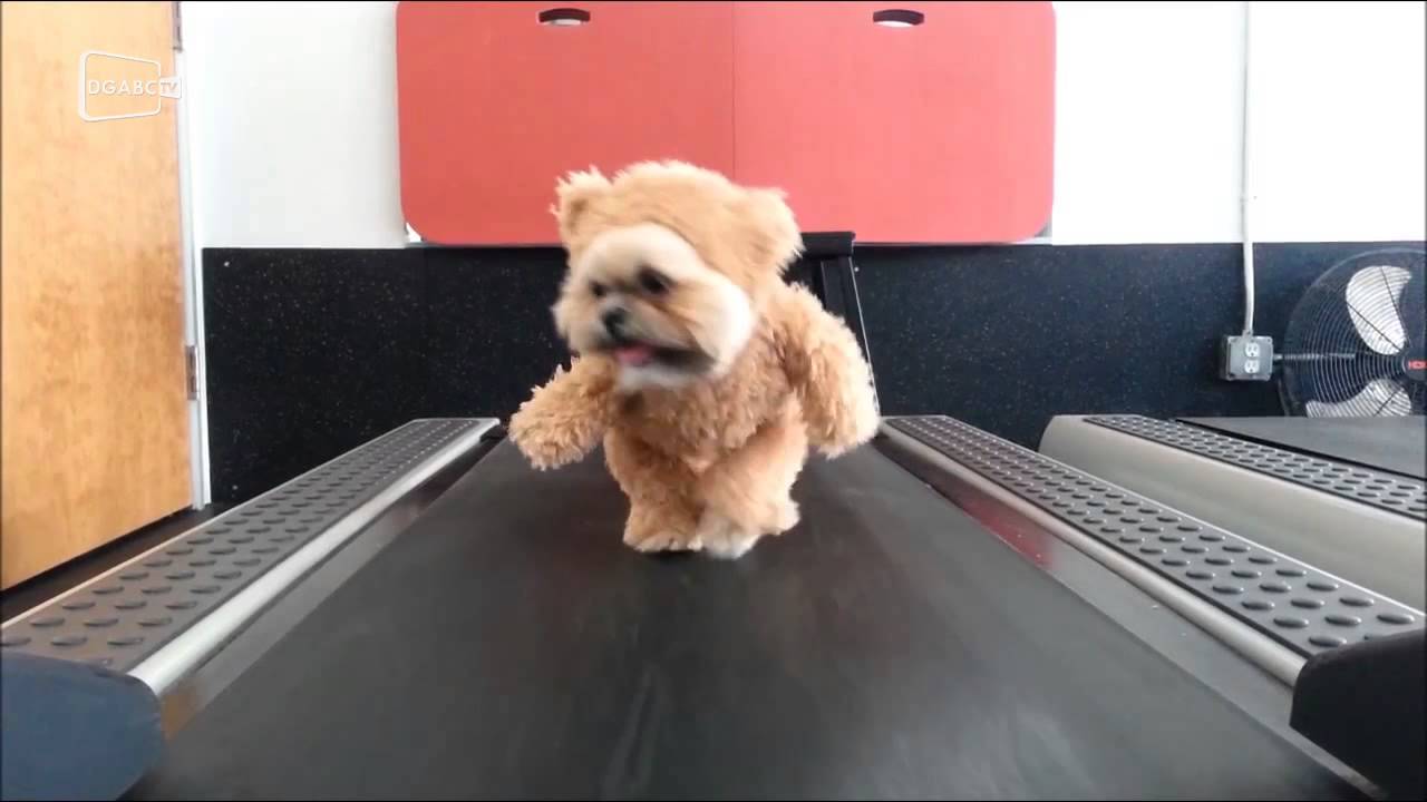 Vestido de ursinho, cão faz sucesso na internet; veja vídeo