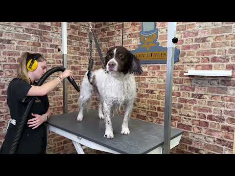 Hundepfleger der Woche: Marshall, der Springer Spaniel