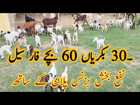 30 Goats with 60 Baby Goats. #goatssale #goatfarminginpakistan #chakwalgoatfarm