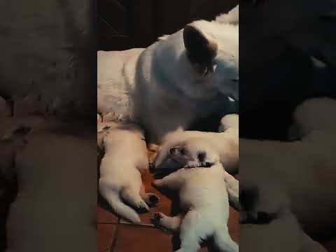 White Swiss Shepherd Dog puppy for sale