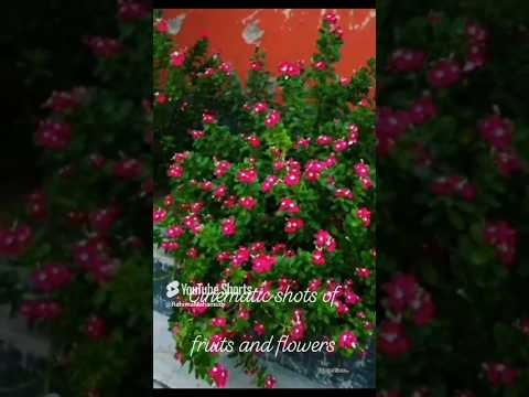Cinematic Photography FRUITS and FLOWERS..#viralvideo #nature #rahima #mahamud