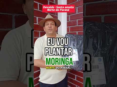 Nosso cliente Devaldo- santa  Amélia -Norte do Paraná  vai plantar moringa #moringa #moringaoleifera