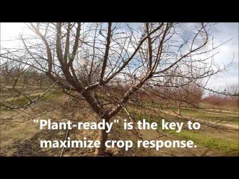 Marc Suderman #335  |  Almonds: Prebloom Nutrition  |  2-4-2016