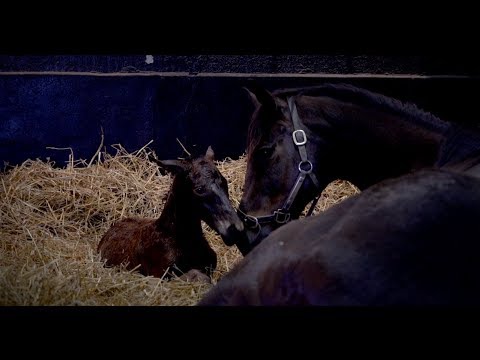 70e Gala des Courses -TURFCOM - Clip ouverture