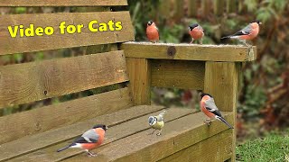 Birds for Cats to Watch on The Garden Bench