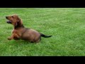 Miniature Dachshund dogs for sale: Colt - Video 1