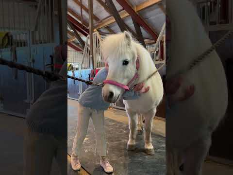 Surprised our daughter with a new pony🥹💖 #shortsvideo #horse #pony