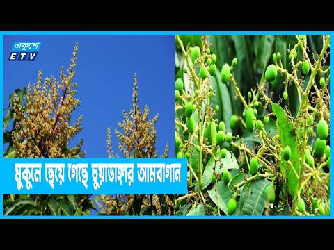 ভালো ফলনের আশায় বাগান পরিচর্যায় ব্যস্ত চাষিরা | Chuadanga | ETV News