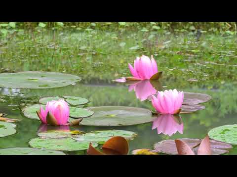 20220424 Water Lily (three)