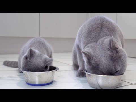 Feeding Hungry British Shorthair Cats