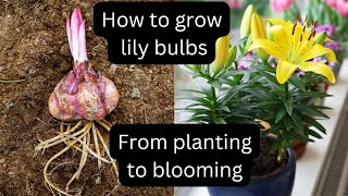Grow Your Own Lilies In Just 99 Days! 🌷 Growing lily bulbs indoors 🌺 planting lilies in pots