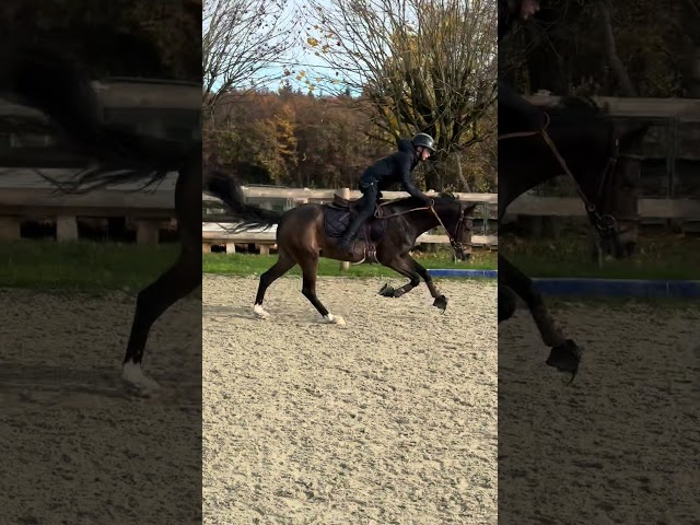 À VENDRE — Ponette D d’exception pour le sport 