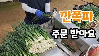 맛있는 깐쪽파 주문 받아요! 쪽파탈피기로 깑쪼파