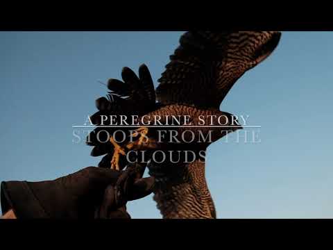 Falconry Skydive #peregrine #falcon hunting pigeon -  Stoops from the clouds