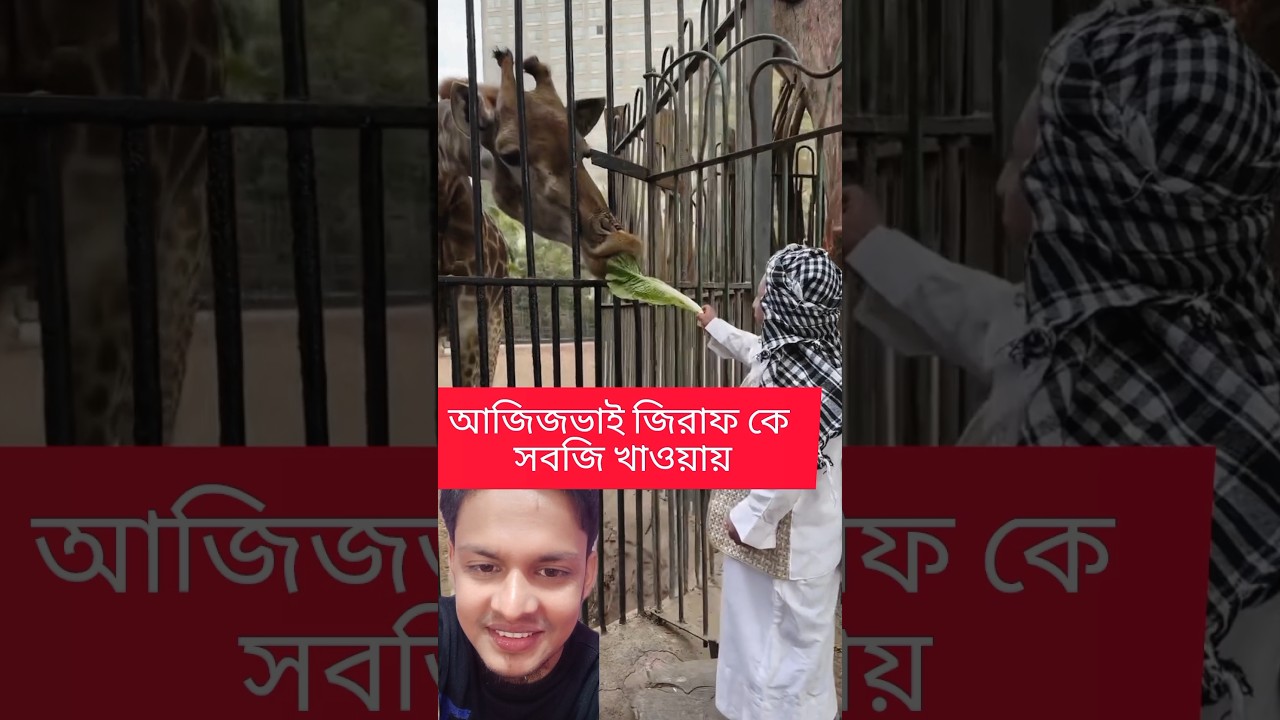 জিরাফকে আজিজ সবজি খাওয়ায় দেখুন #funny #trandingreaction #comedyvideos #reels #duet