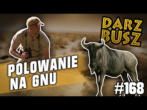 Darz Bór odc. 168 - Polowanie na gnu