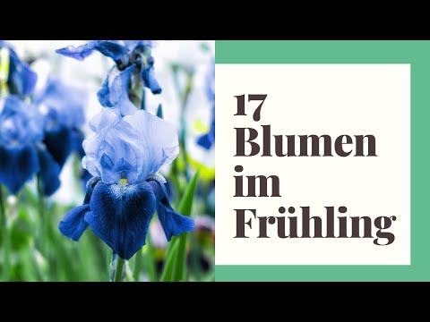, title : '17 Blumen im Frühling, die bunte Vielfalt in den Garten bringen'