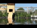 Memorable Moment A Wild Mallard Duck Her Sweet Chirping Little Ducklings