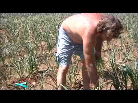 AGLIO ROSSO DI PAOLO VENTRESCA.wmv