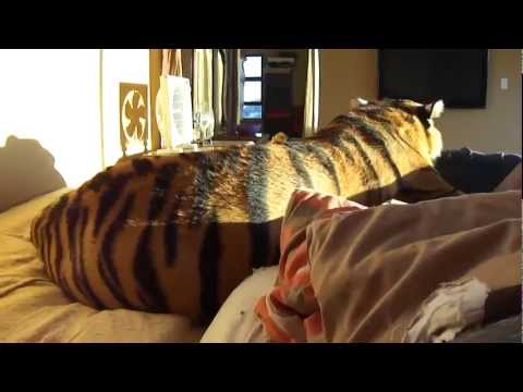 Waking up With a Tiger on my Bed !