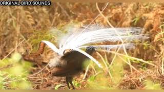 Download lagu Burung Peniru Terbaik, Burung lyre kecapi / lyrebird di alam liar mp3 Download lagu Burung Peniru Terbaik, Burung lyre kecapi / lyrebird di alam liar mp3