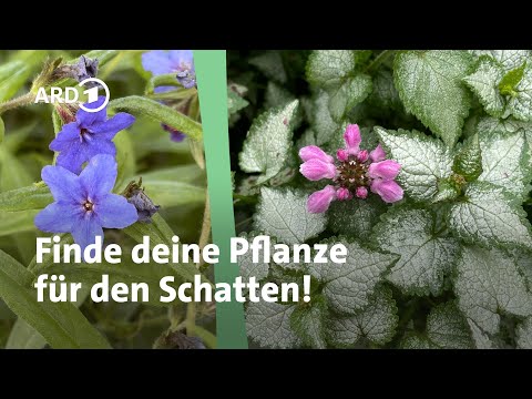 Pflanzen für den Schatten: Ideen für jeden Garten-Geschmack | MDR Garten