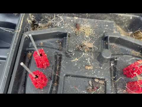 Black Widow Moving Around in Bait Station in...