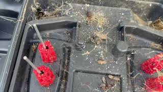 Watch video: Black Widow Moving Around in Bait Station in...