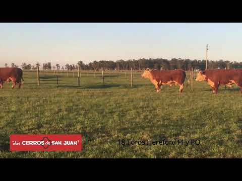 MAG LCSJ 18 TOROS HEREFORD PI Y PO