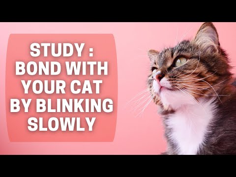 Bond with Your Cat by Blinking Slowly, Study Says