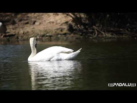 El Lago de los Cisnes | Pyotr Ilyich Tchaikovsky