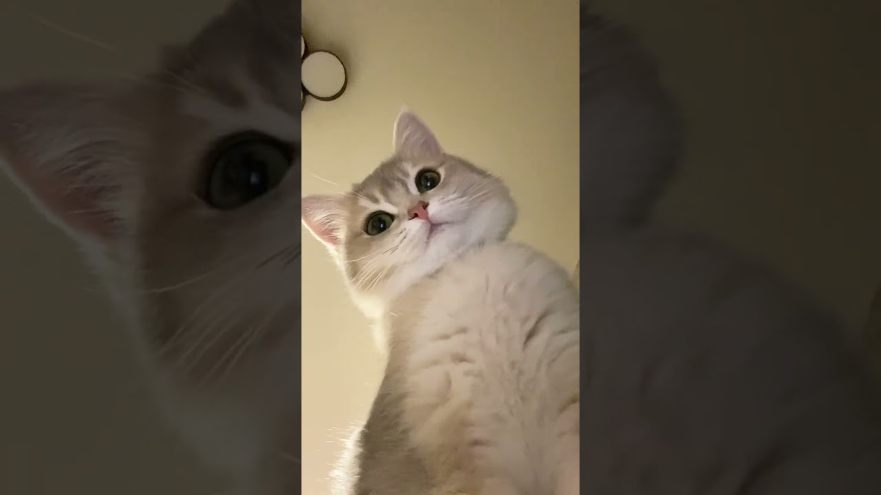 うちにはこんなのがいます#shorts #あさぎ #てきと #猫 #cat