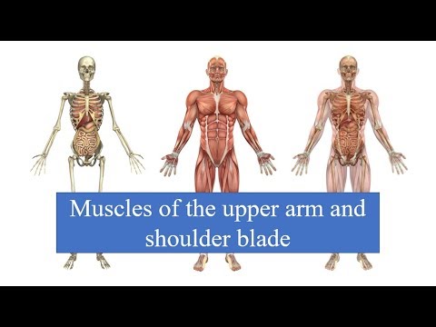 Muscles of the upper arm and shoulder blade - Health Care