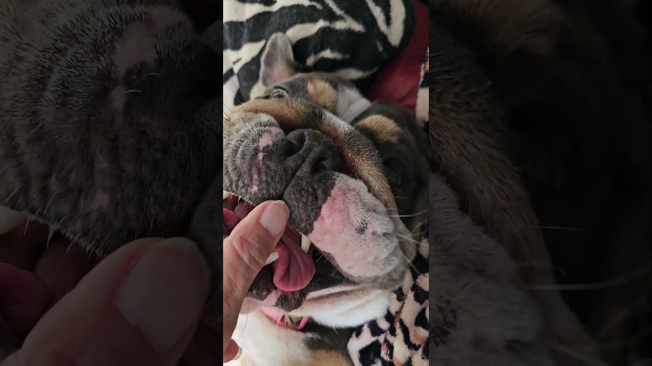 Enlarge BeauShea cat dog kid friendly, a Adopted English Bulldog in Hermosa Beach, CA video 3/3