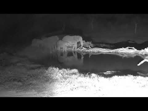 Djuma: Small Elephant herd in for short visit - 20:45 - 01/28/19