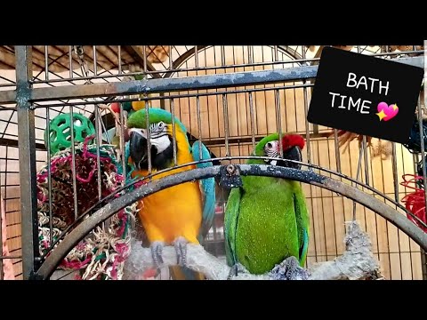 BATH TIME AT THE SHARYN ZOO WITH THE NEW SPRAY BOTTLE 💖