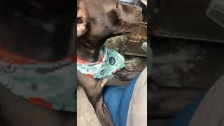 Video preview image #1 Labrador Retriever Puppy For Sale in Washington, DC, USA