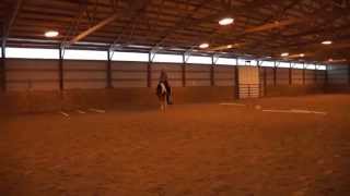 SOLD:NO DOUBT IM LAZY/ZIPPO JACK BAR 2012 FUTURITY GOLD/BREEDERS TRUST APHA GELDING