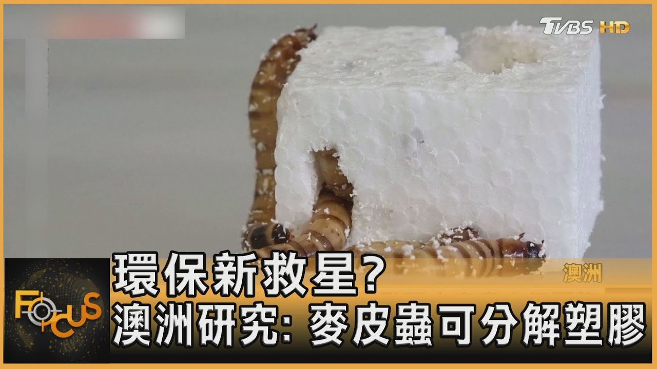環保新救星? 澳洲研究:麥皮蟲可分解塑膠
