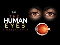 The Human Eyes - A Sensory Organ - [Hindi] - Infinity Stream