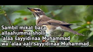 Download lagu suara burung Anis di alam liar mp3 Download lagu suara burung Anis di alam liar mp3