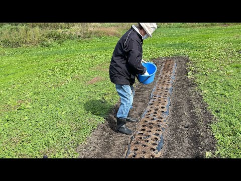 天然のイチゴ肥料とは