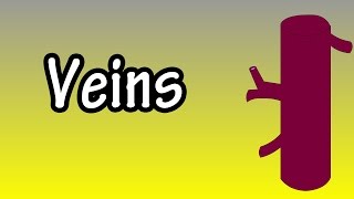 Veins - Functions of Veins - What Do Veins Do