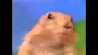 dramatic chipmunk - bette davis eyes