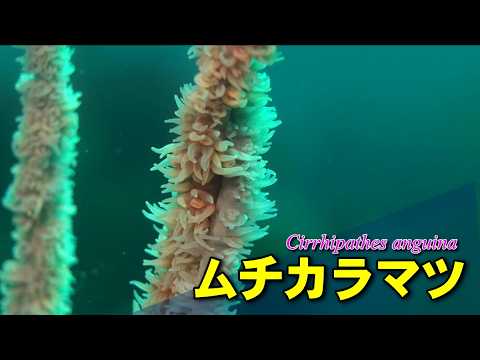 アクアリウム 500×295 珊瑚 巻貝 海藻 流木 枝珊瑚 【公式通販】