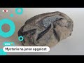Gigantisch fossiel blijkt dino ei