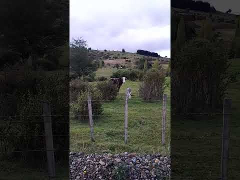 Esto es lo más hermoso #soydecarahue #coyhaique #patagoniachilena #carreteraaustral #aysén