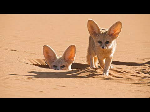 These Tiny Foxes Survive in the Harshest Conditions